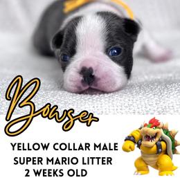 Bowser - Blue male Boston Terrier puppy in West Jefferson, Ohio from Kline Kennels