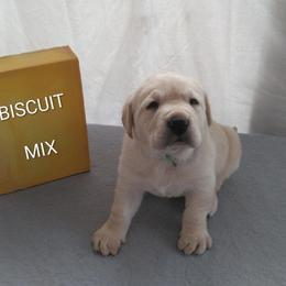 Biscuit (Green Collar) - Yellow male Labrador Retriever puppy in Prince George, Virginia from Kingdom Kenelz Labradors