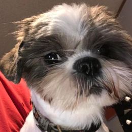 Shih Tzus from Shih Tzu Mountain Breeders