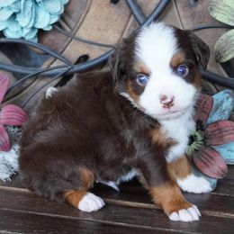Boy 2 - male Miniature Australian Shepherd puppy in Lawton, Oklahoma from Lindsey’s Aussies