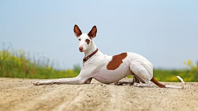 Ibizan Hound