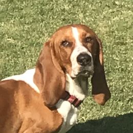 Loki - Basset Hound