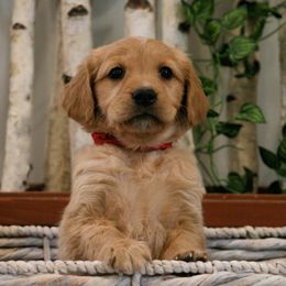 Golden Retriever Puppies from Akoya Kennels
