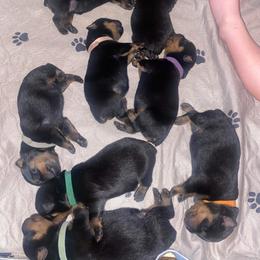 French Bulldog and Rottweiler Puppies from White River Rotties