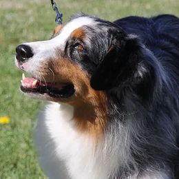 Australian Shepherd All Grown Up from Harvest Moon Aussies