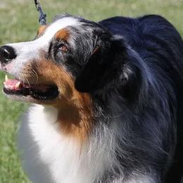 Australian Shepherd All Grown Up from Harvest Moon Aussies