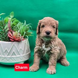 Charm - Apricot male Goldendoodle puppy in Summerville, South Carolina from Channys Doodles