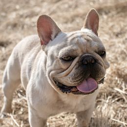 Toulouse - French Bulldog