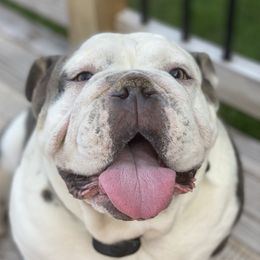 Henry - Bulldog