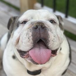 Henry - Bulldog