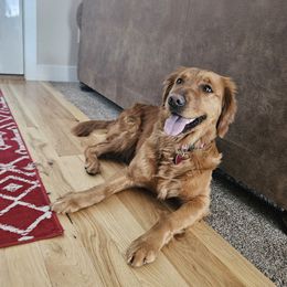 Marley - Golden Retriever
