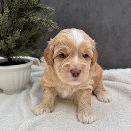 Kevin - Caramel male Australian Labradoodle puppy in Denton, Texas from Liberty Hill Labradoodles