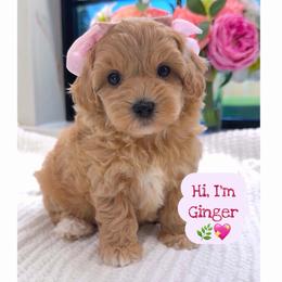 Ginger - Apricot female Maltipoo puppy in Spring, Texas from GlamPaw Maltipoos