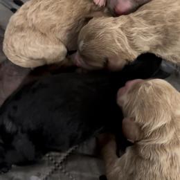Male 2 - Black male Goldendoodle puppy in Sterling, Connecticut from Justine’s Retrievers and Doodles