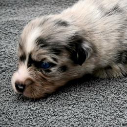 Thesan - Blue merle male Miniature American Shepherd puppy in Damascus, Oregon from Rebel Soul Minis