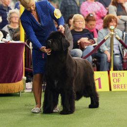 Newfoundland All Grown Up from Paragon Newfoundlands