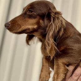 Virgina - Dachshund