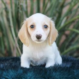 Female 2 - Piebald female Dachshund puppy in Childress, Texas from Taylor Farms
