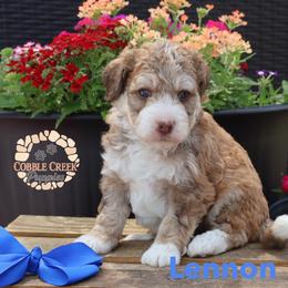 Lennon - Tri-color male Bernedoodle puppy in Heyworth, Illinois from Cobble Creek Puppies