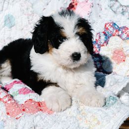 Bernedoodle and Schnoodle Puppies from Grand Lake Poodles & Doodles