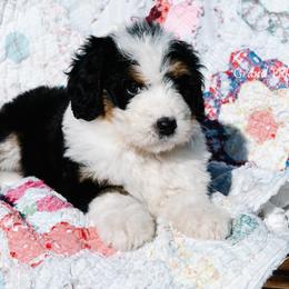 Bernedoodle and Schnoodle Puppies from Grand Lake Poodles & Doodles