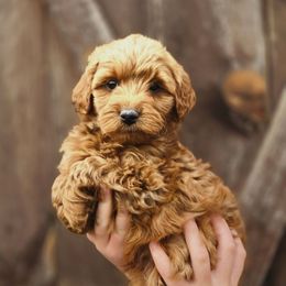 Nemo - Red  male Goldendoodle puppy in Mohnton, Pennsylvania from Stony Meadow Puppies