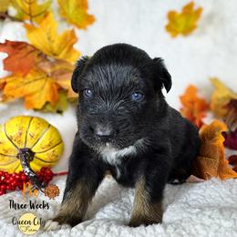 Pumpkin Pie (orange) - Black tri-color male Australian Shepherd puppy in Falmouth, Kentucky from Queen City Farm