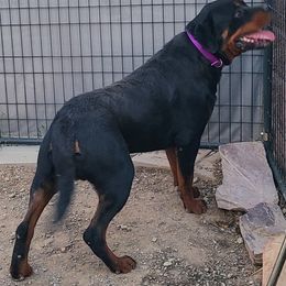 Bad Moon Rising Aka BMR - Black and mahogany male Rottweiler puppy in Humboldt, Arizona from Guardian Angel Rottweiler