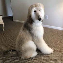 Afghan Hounds from Zardin Afghan Hounds