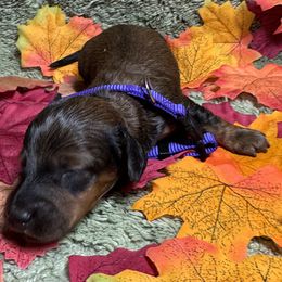Elise - Red female Dachshund puppy in Rhode Island from FOSTERS FRENCHIES and DACHSHUNDS
