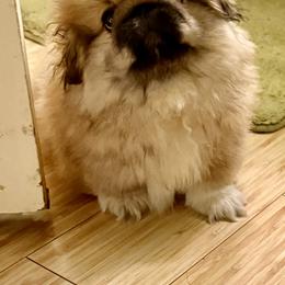 Boy 1 - male Pekingese puppy in West Des Moines, Iowa from Happy Tail Pekingese