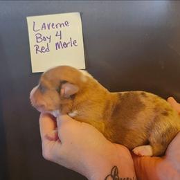 Red merle boy 4 - Red merle and white male American Corgi puppy in Hampton, Tennessee from TC Farms Stock Dogs - Miniature Australian Shepherds