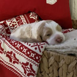 Boy 1 - Australian Labradoodle puppy in Menifee, California from Angel Coast Australian Labradoodles
