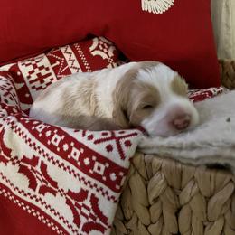 Boy 1 - Australian Labradoodle puppy in Menifee, California from Angel Coast Australian Labradoodles