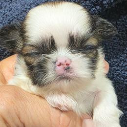 Puppy 2 girl Tri - Tricolor female Shih Tzu puppy in Lone Oak, Texas from PDF Kennels