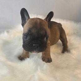 Bean - Fawn female French Bulldog puppy in Solway, Minnesota from PcFrenchies