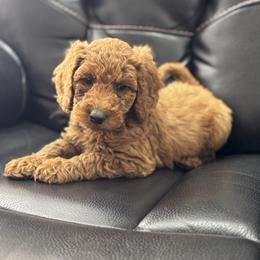 Baby Blue - Red  male Goldendoodle puppy in Lancaster, Kentucky from Dream Paws Puppies, LLC