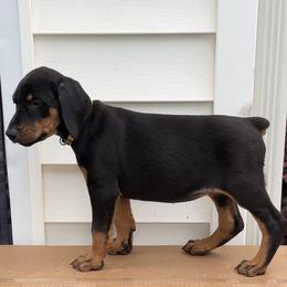 Nina - Black and rust female Doberman Pinscher puppy in Mc Donough, Georgia from Davis Doberman Pinschers