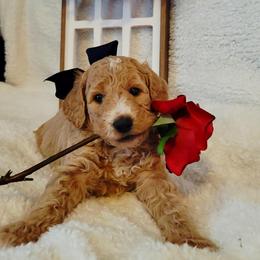 Penny - Brown and white female Bernedoodle puppy in Elkhart, Iowa from Quality Iowa Doodles