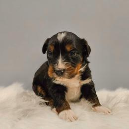 Olaf - Tri-color male Bernedoodle puppy in Russell Springs, Kentucky from 270 Doodles