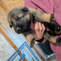 Odom's in Ingrid's Grace - Sable female German Shepherd puppy in Springtown, Texas from Odom's German Shepherds