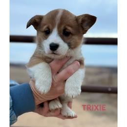 Trixie - Red female Pembroke Welsh Corgi puppy in Zwingle, Iowa from Morehead Family Dogs