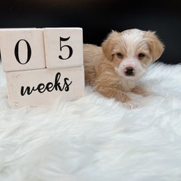 Willow - Parti female Yorkshire Terrier puppy in Machesney Park, Illinois from 3 Yorkie Family