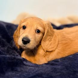 Rusty - Red male Dachshund puppy in Red Bluff, California from Down The Hill Potterdale
