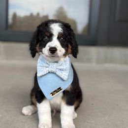 Thor - unfurnished - male Australian Mountain Doodle puppy in Pittsburgh, Pennsylvania from WestPenn Doodles LLC
