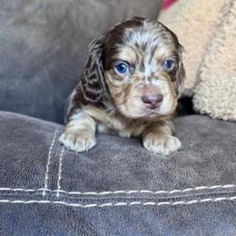 Derek - Dapple male Dachshund puppy in Hornbeck, Louisiana from A&Z Mini Dachshunds