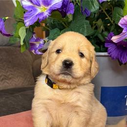Yellow Collar - Golden male Golden Retriever puppy in Piedmont, Oklahoma from Sabrina's Golden Retrievers