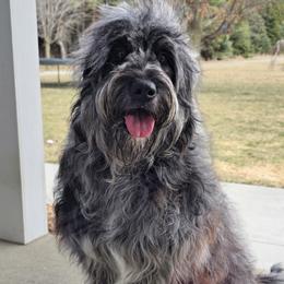 Kay - Goldendoodle