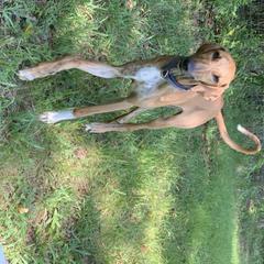 Azawakh Puppies from Kel Simoon Azawakh