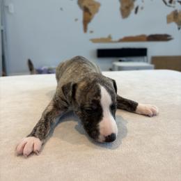 Bram - Fawn brindle male Whippet puppy in Fort Myers, Florida from Rainbow Whippets